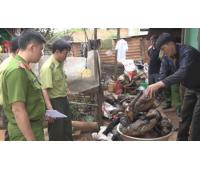 Lâm Đồng: Phát hiện nhiều cá thể động vật hoang dã trong quán nhậu